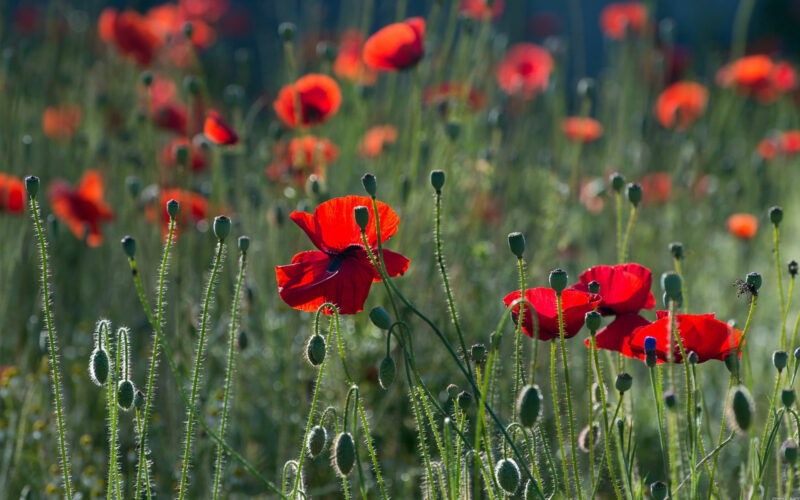 Flowers in the field